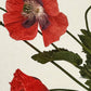 Wild Poppies Greeting Card